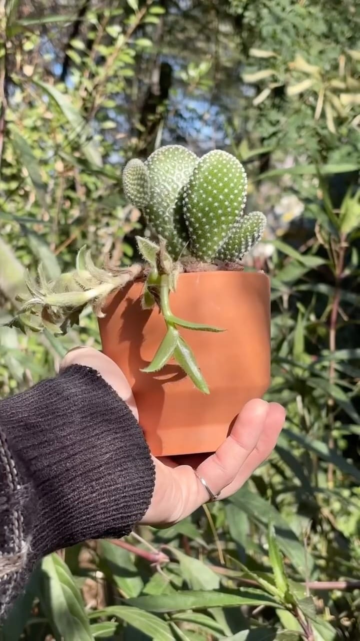 Post 10 by Pueblo on Instagram (video)