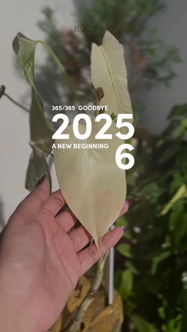 Post 4 by 🌱K A N S O on Instagram (video)