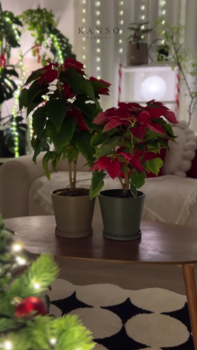 Post 7 by 🌱K A N S O on Instagram (video)