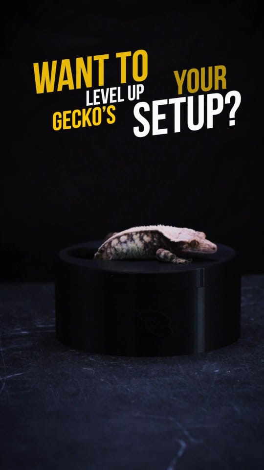 Post 5 by Guardians of the Geckos LLC on Instagram (video)