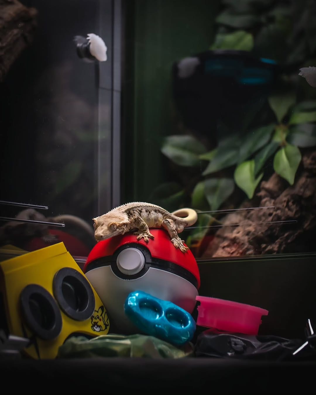 Post 8 by Guardians of the Geckos LLC on Instagram (image)