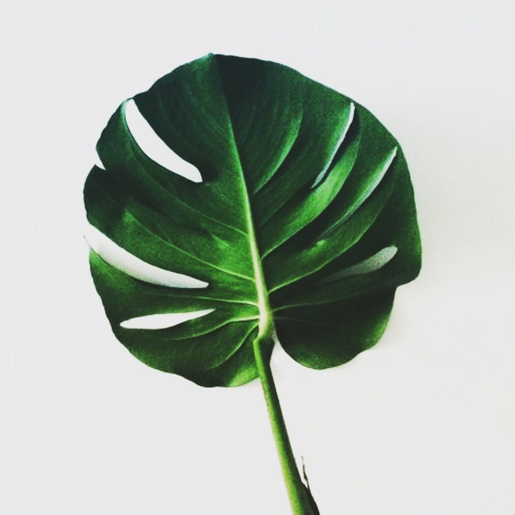 Post 5 by STUDIO nalu hawaiian spirit on Instagram (image)