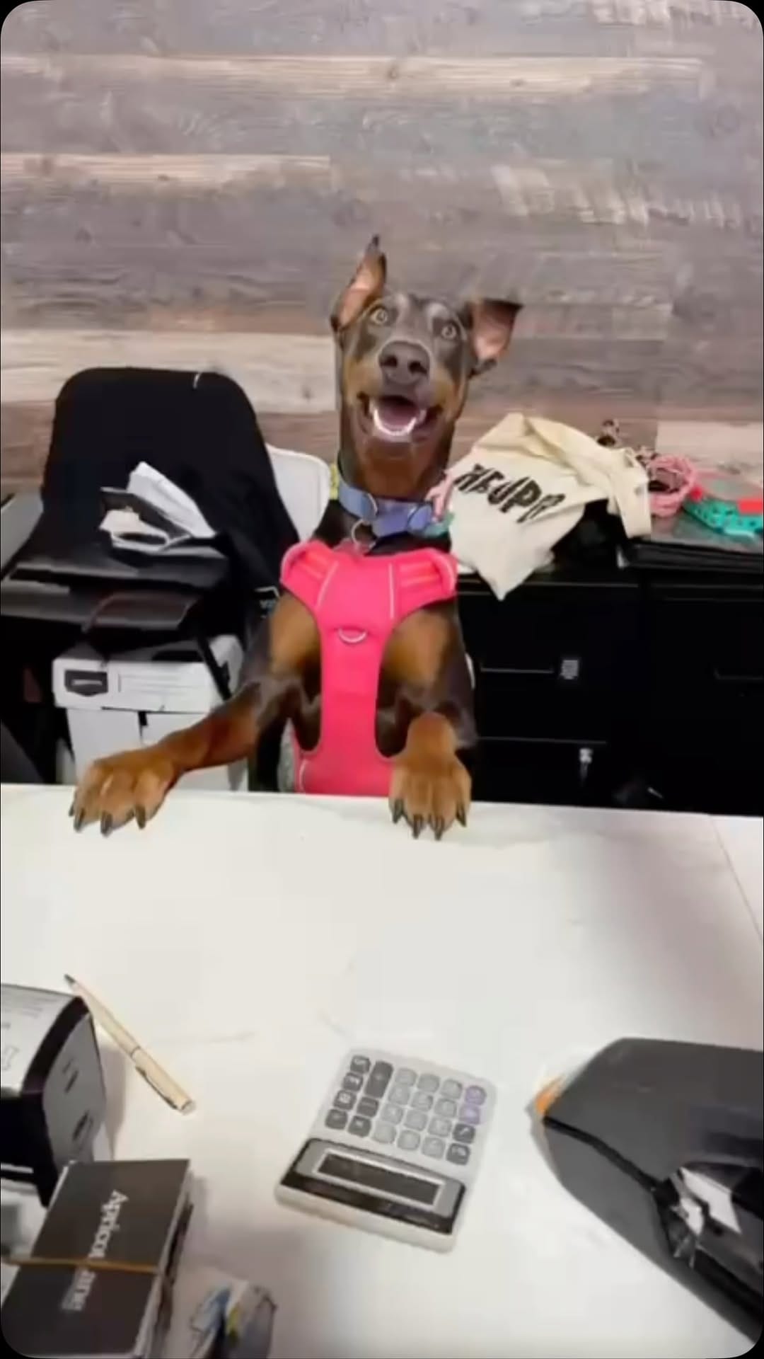 Post 1 by Balboa on Instagram (video)