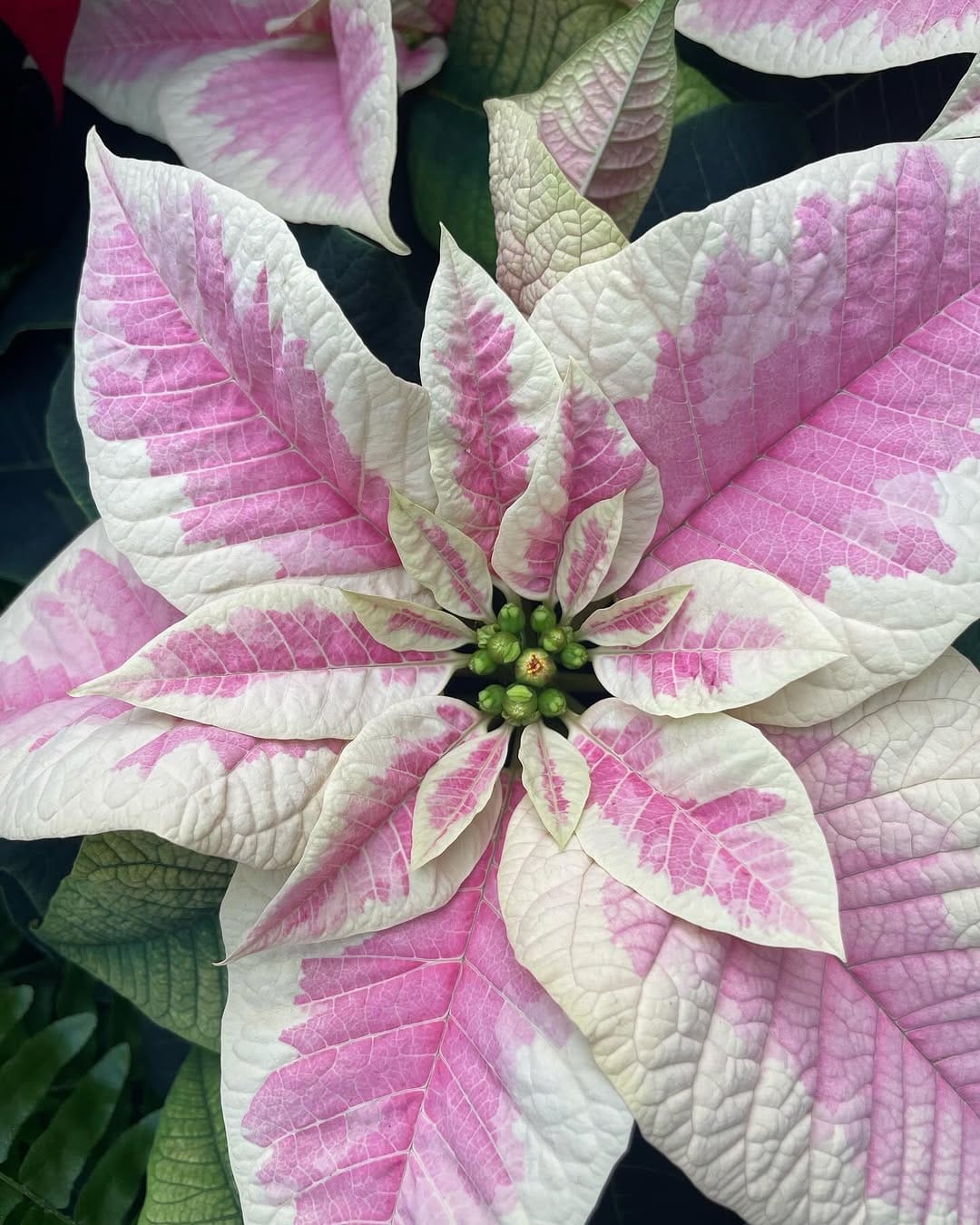 Post 4 by Close Knit Portland on Instagram (image)