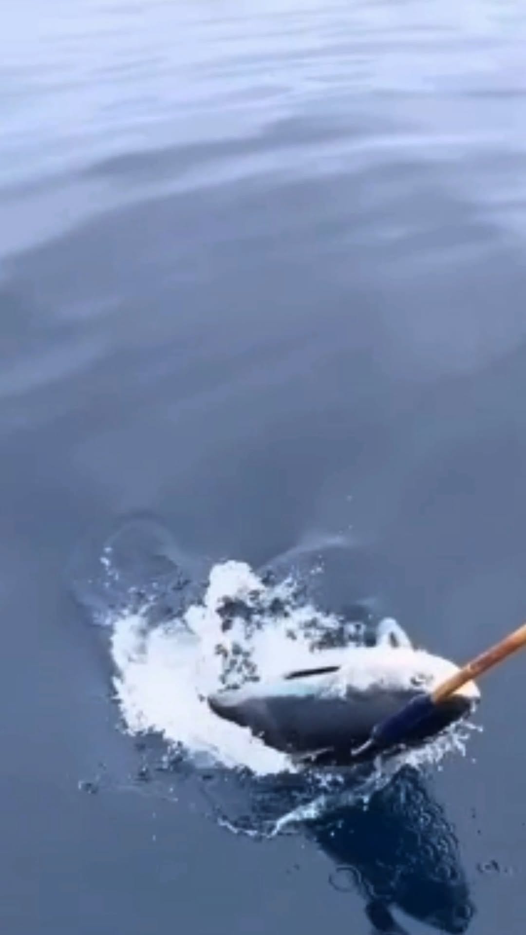 Post 1 by Fluorocarbon Fishing Line on Instagram (video)