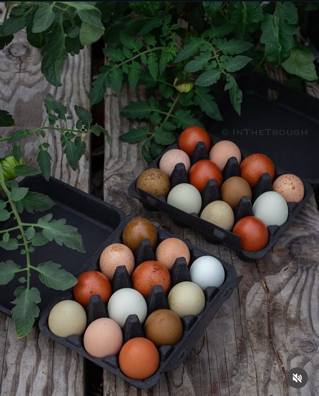 Post 10 by Poultry Cartons on Instagram (image)