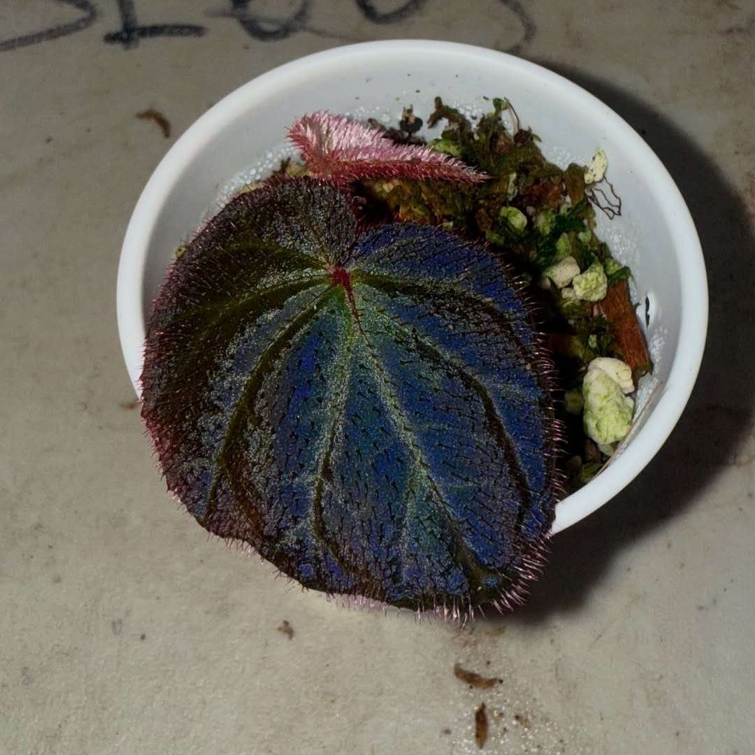 Post 3 by Bob’s Begonias on Instagram (image)