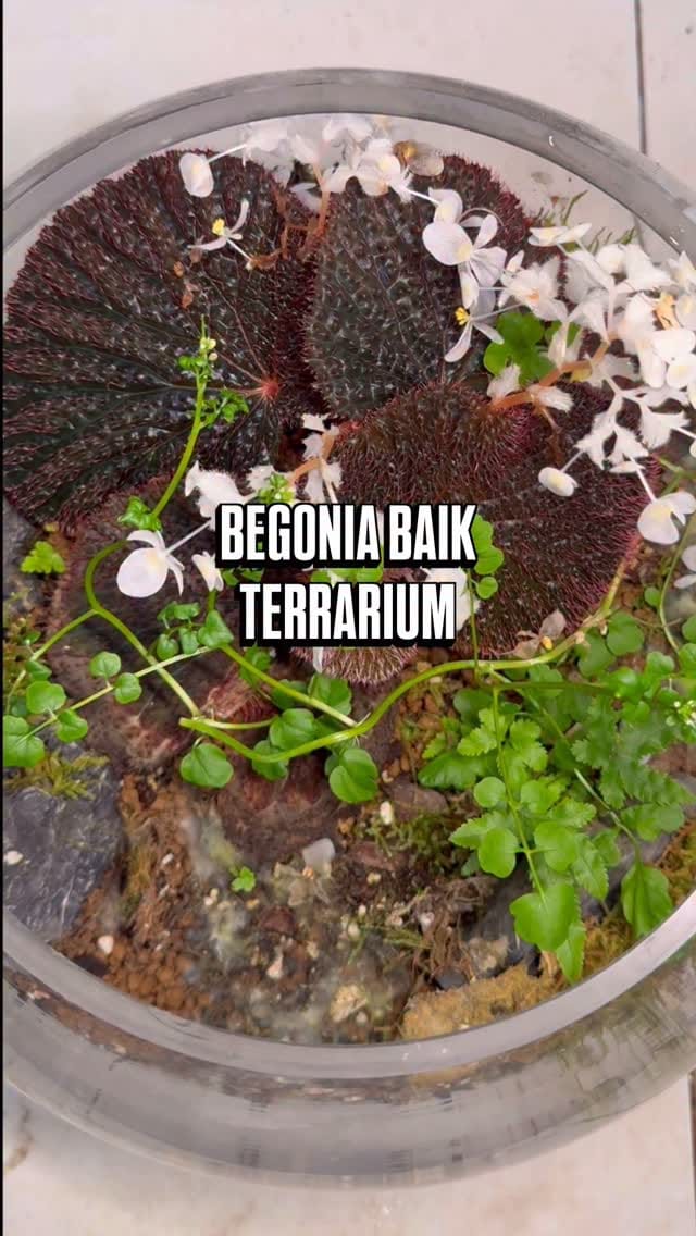 Post 7 by Bob’s Begonias on Instagram (video)