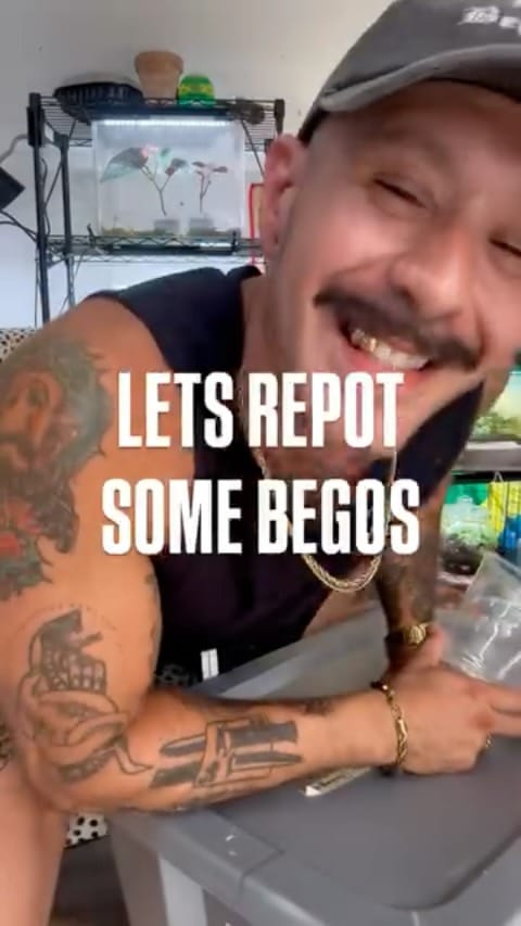 Post 9 by Bob’s Begonias on Instagram (video)