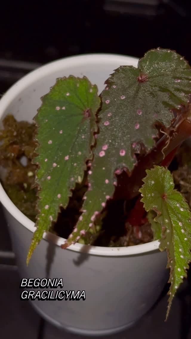 Post 5 by Bob’s Begonias on Instagram (video)