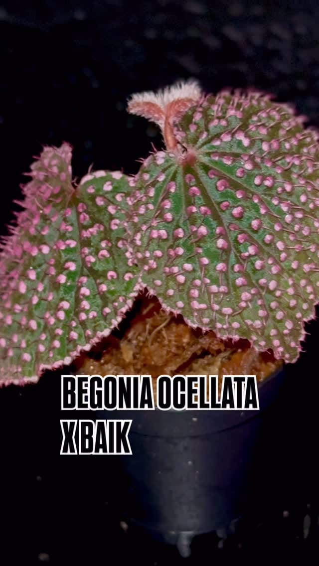 Post 8 by Bob’s Begonias on Instagram (video)