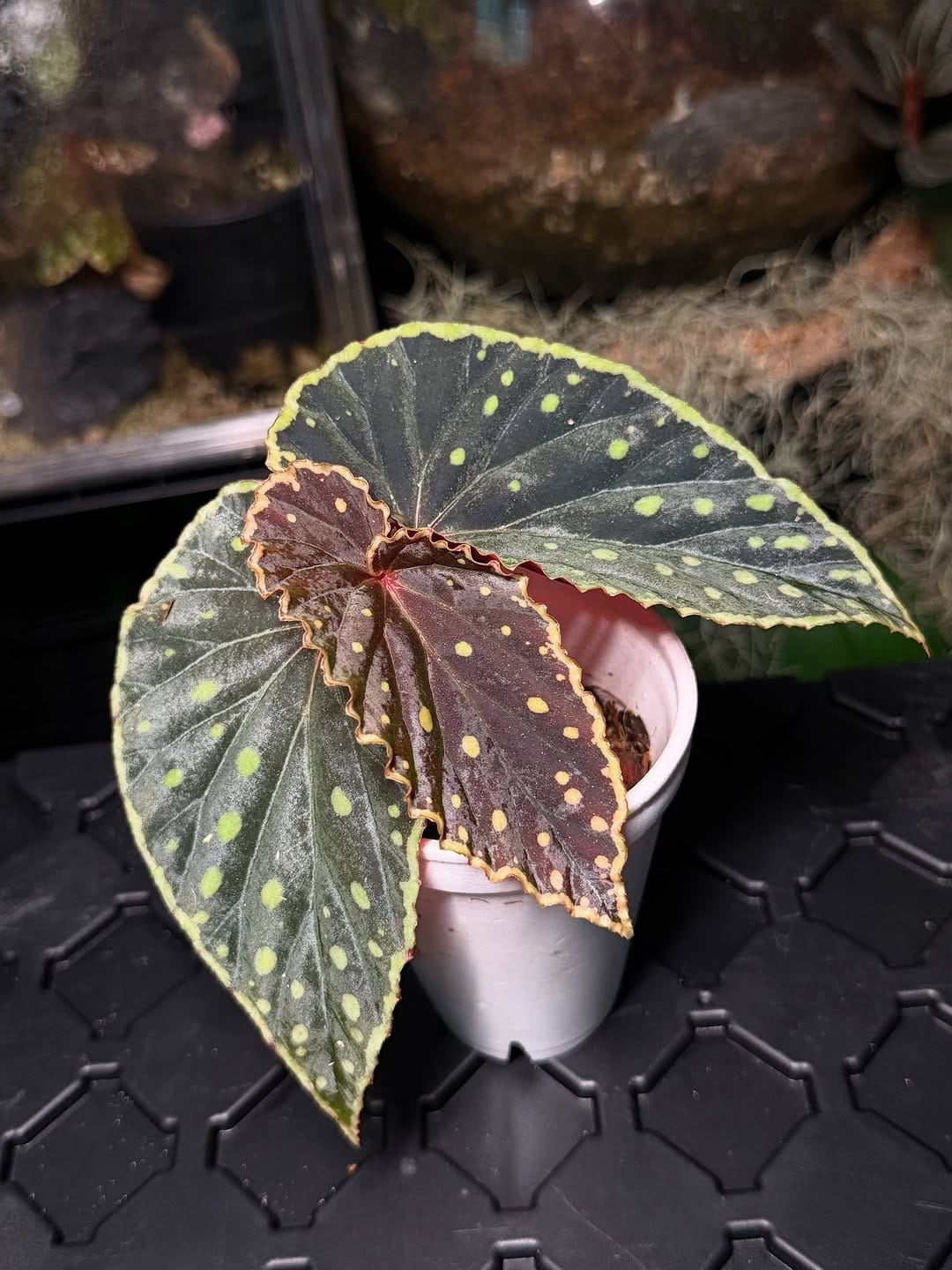 Post 6 by Bob’s Begonias on Instagram (carousel)