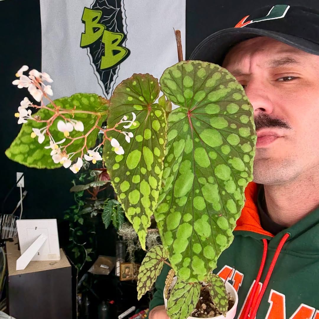 Post 2 by Bob’s Begonias on Instagram (carousel)