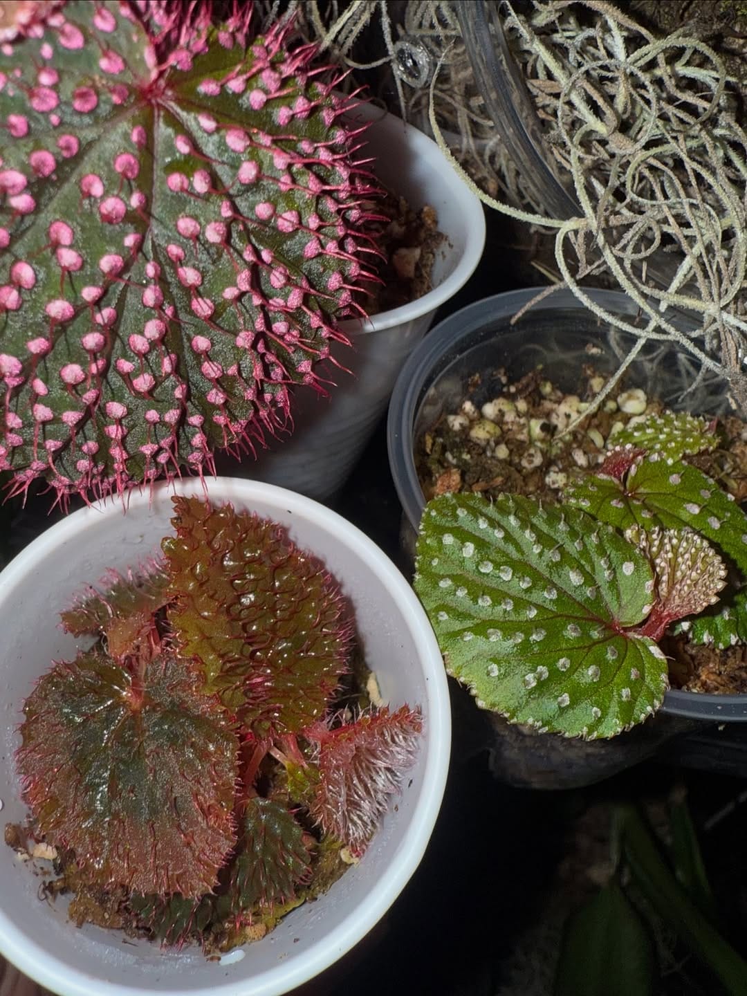 Post 1 by Bob’s Begonias on Instagram (carousel)