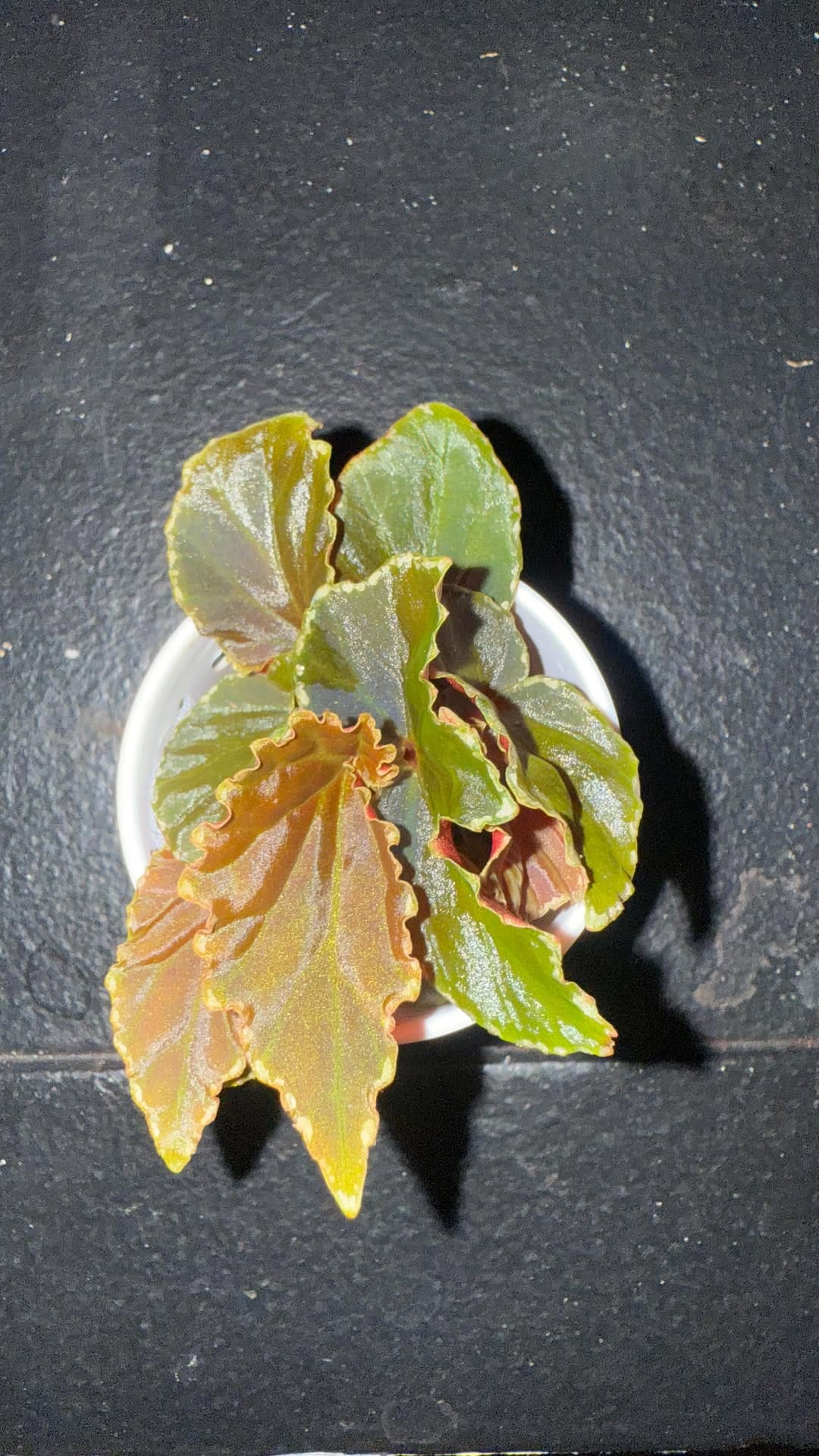 Post 4 by Bob’s Begonias on Instagram (video)