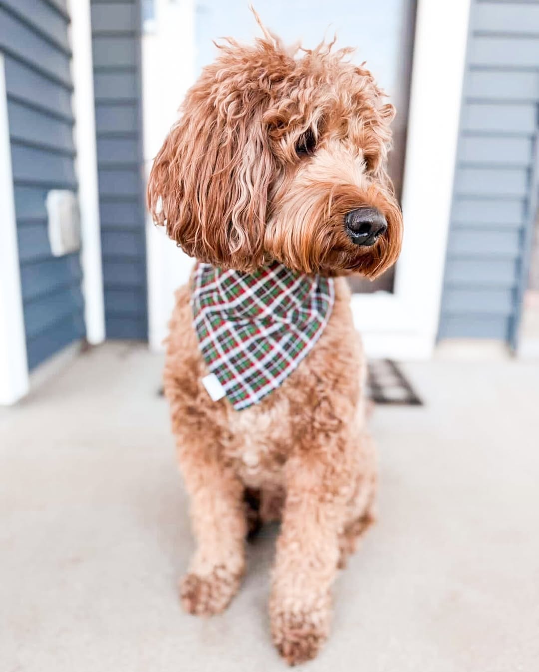 Post 2 by Beyond the Bark | 🐾 on Instagram (image)