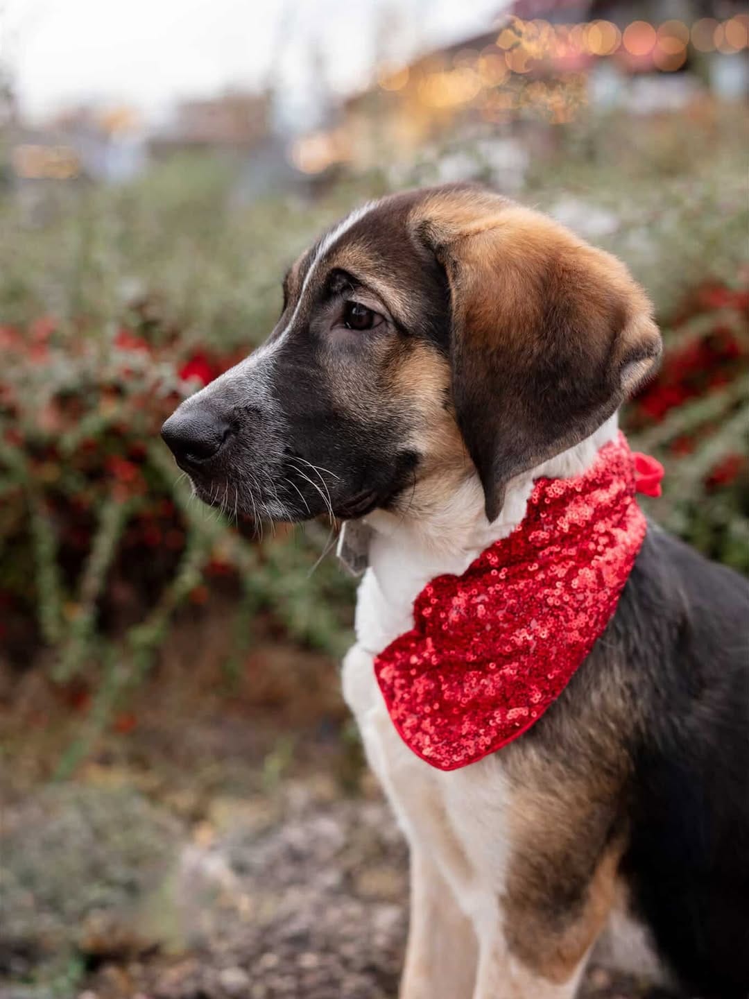 Post 9 by Beyond the Bark | 🐾 on Instagram (image)