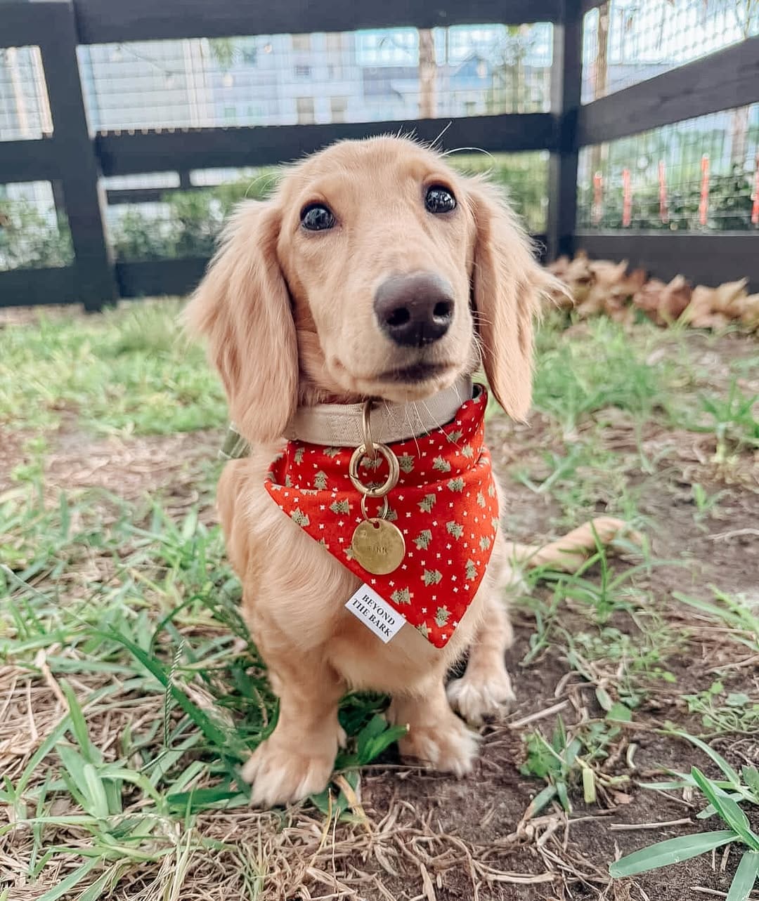 Post 5 by Beyond the Bark | 🐾 on Instagram (image)