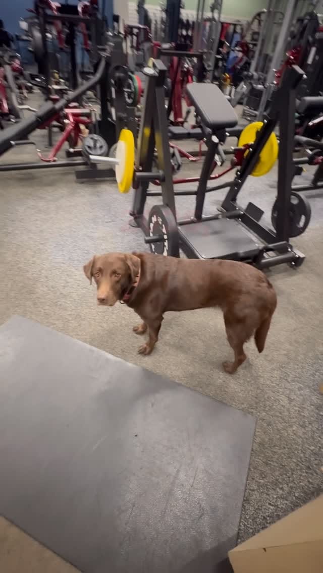 Post 4 by Total Fitness USA Exercise Equipment Hawaii on Instagram (video)