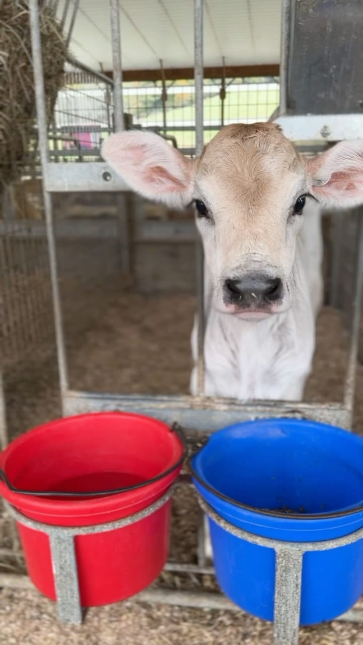 Post 7 by Manhattan Milk on Instagram (video)