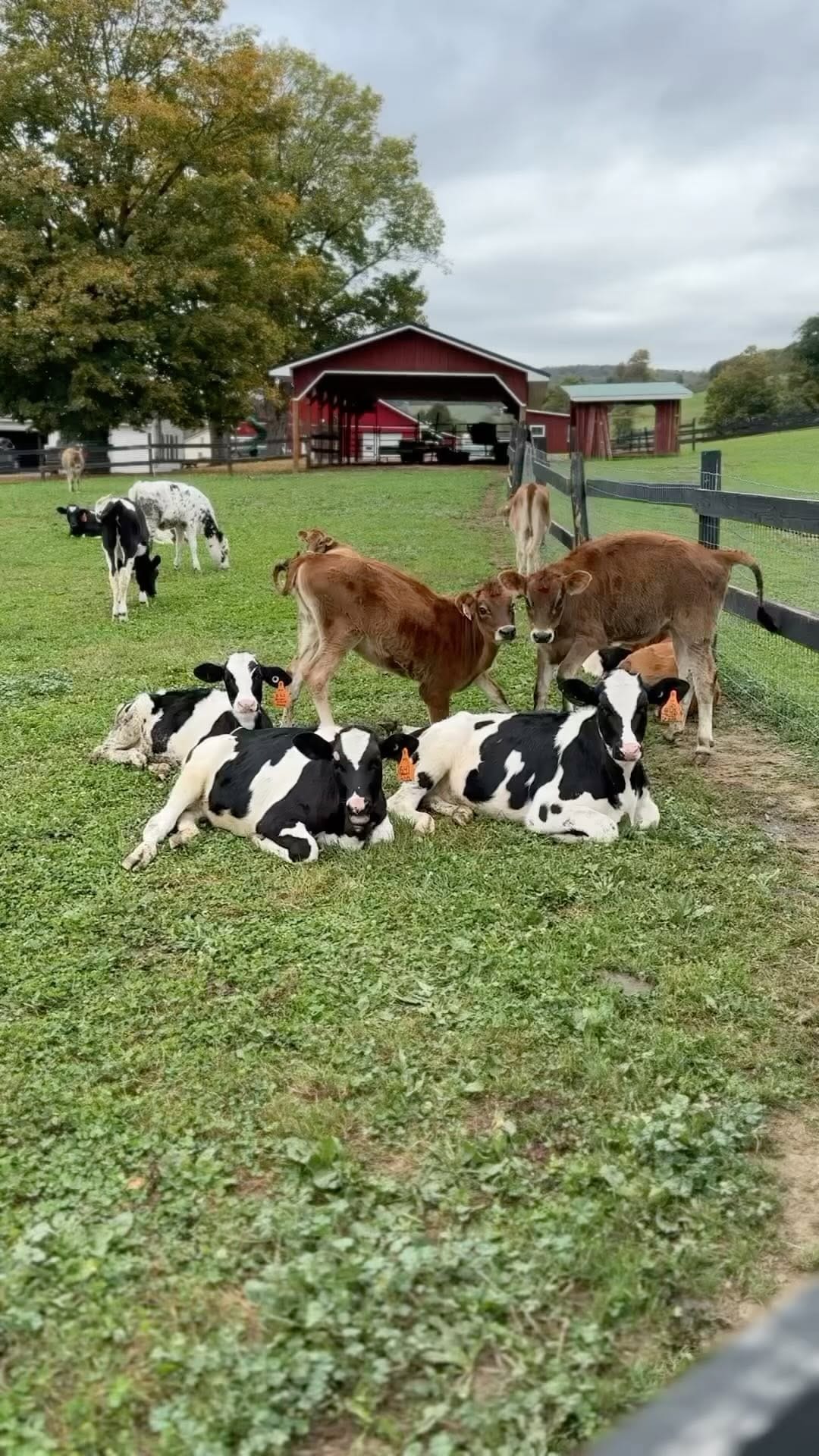 Post 6 by Manhattan Milk on Instagram (video)