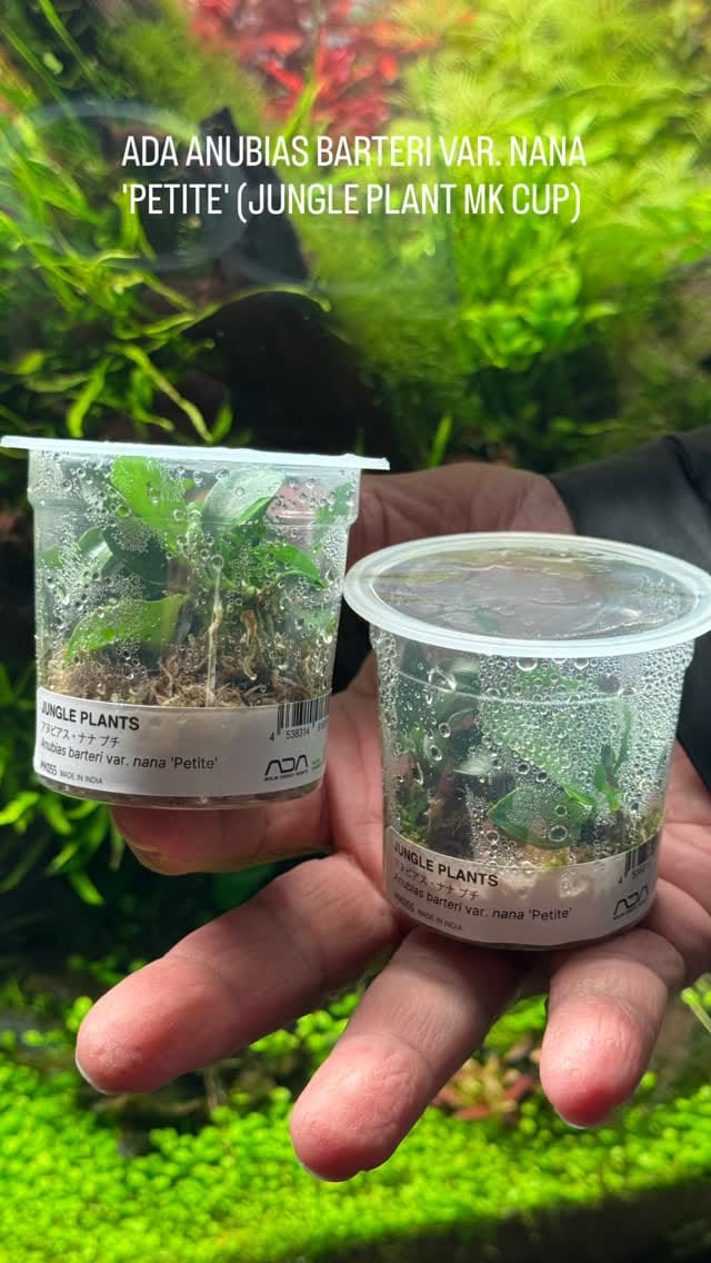Post 1 by Aqua Forest Aquarium on Instagram (video)