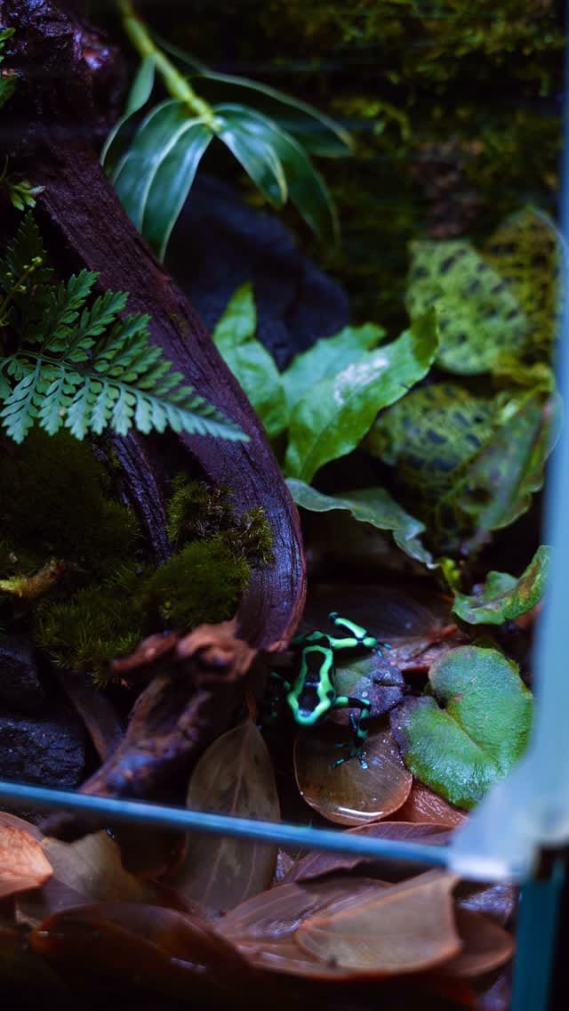 Post 3 by Aqua Forest Aquarium on Instagram (video)