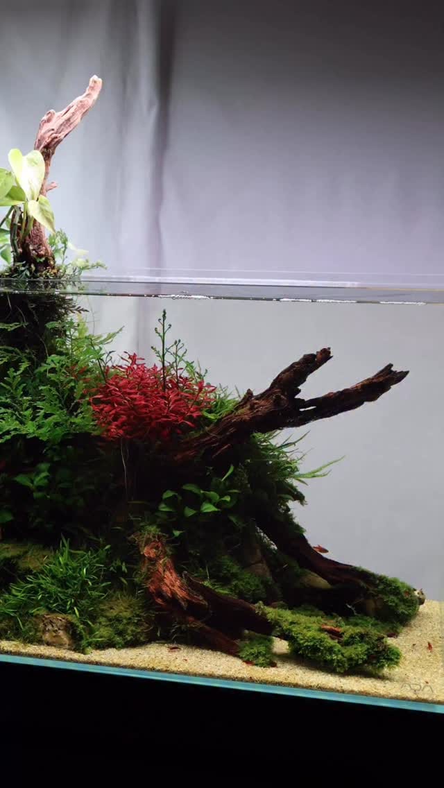 Post 8 by Aqua Forest Aquarium on Instagram (video)