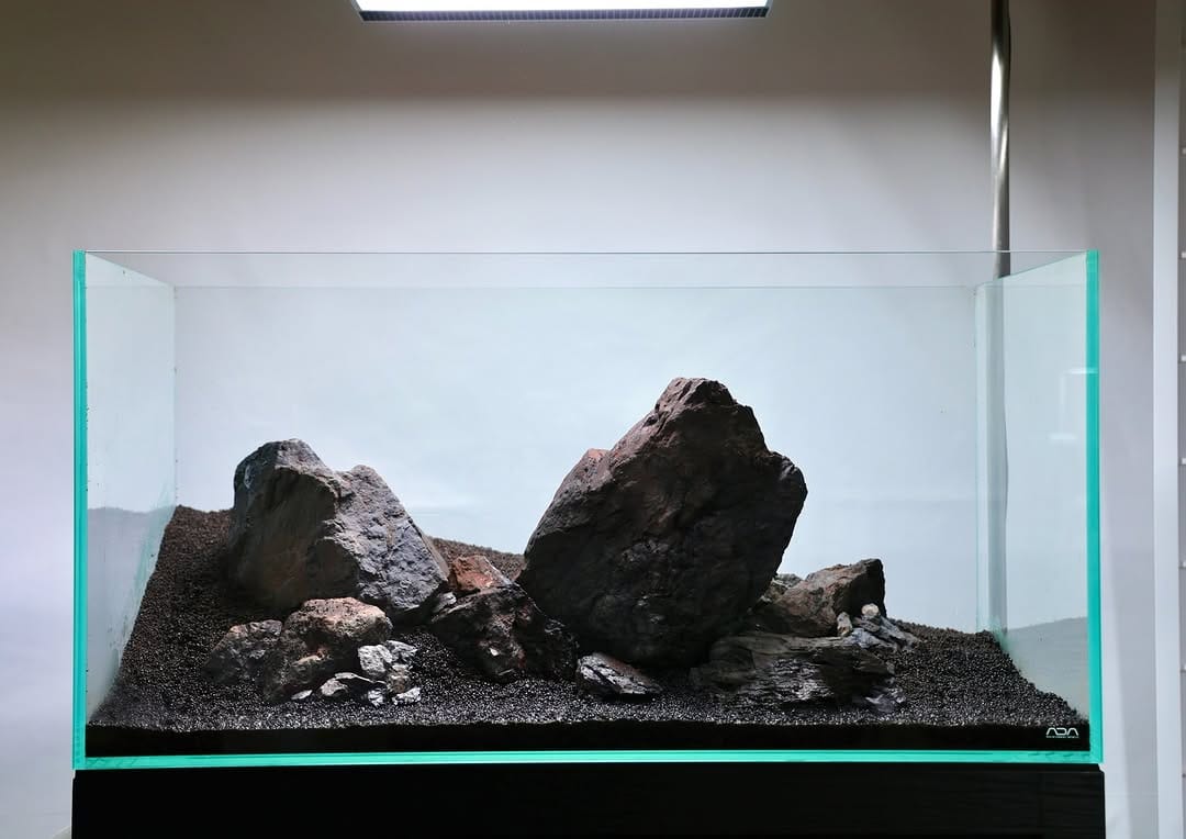 Post 4 by Aqua Forest Aquarium on Instagram (image)