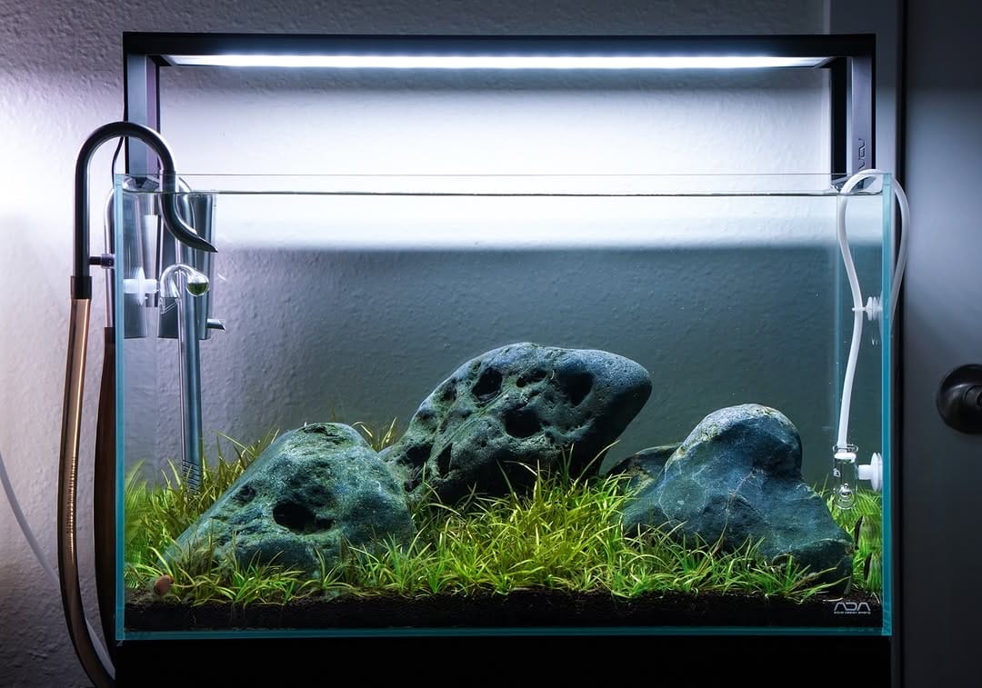 Post 9 by Aqua Forest Aquarium on Instagram (image)