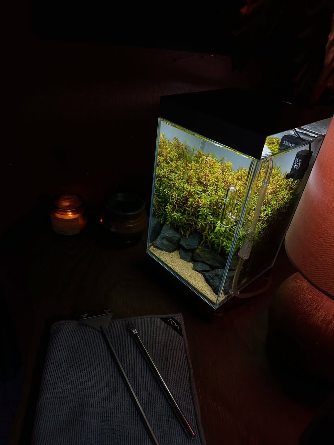 Post 2 by Aqua Forest Aquarium on Instagram (image)