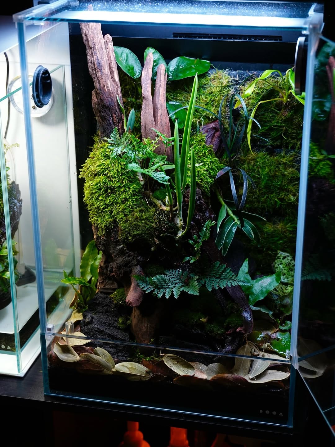 Post 6 by Aqua Forest Aquarium on Instagram (carousel)
