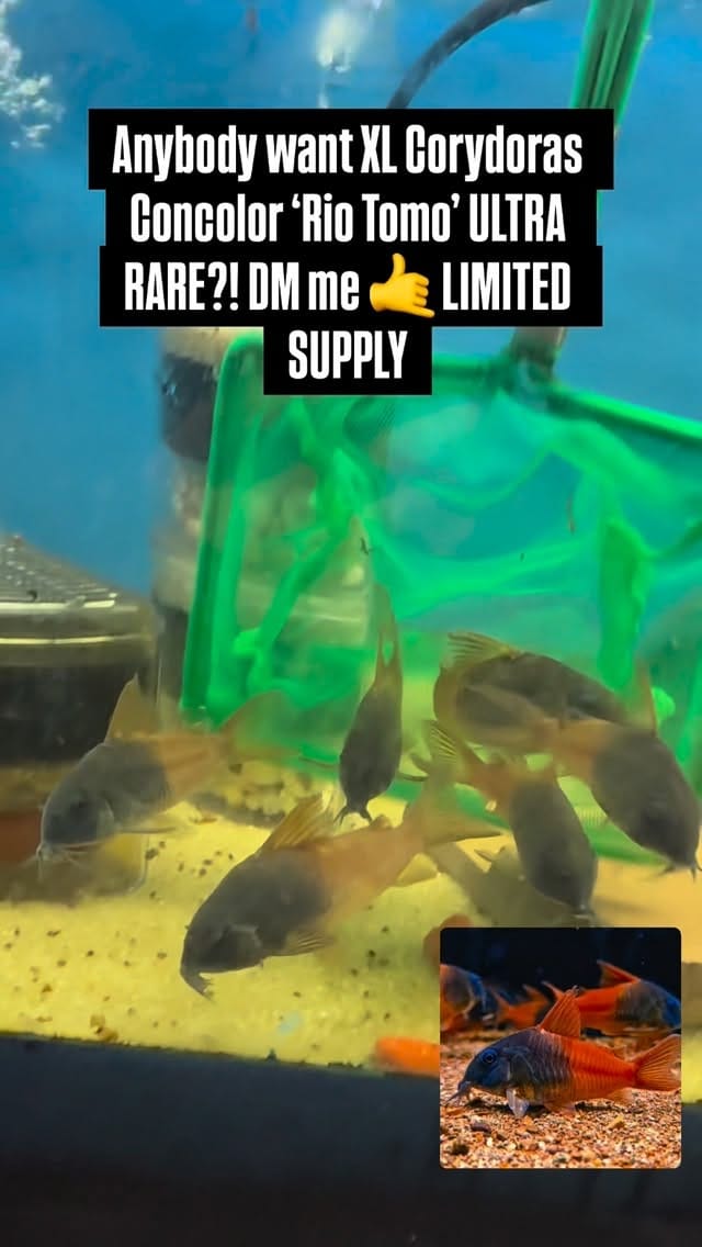 Post 2 by MastahBetta Fish Shop 🔥 on Instagram (video)