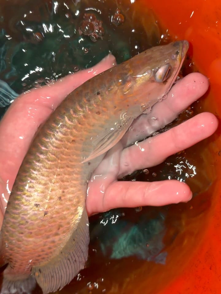 Post 6 by MastahBetta Fish Shop 🔥 on Instagram (carousel)