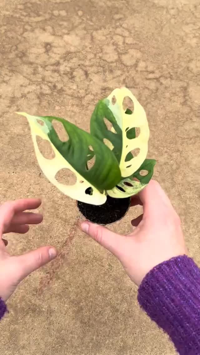 Post 4 by PLNTS.com on Instagram (video)