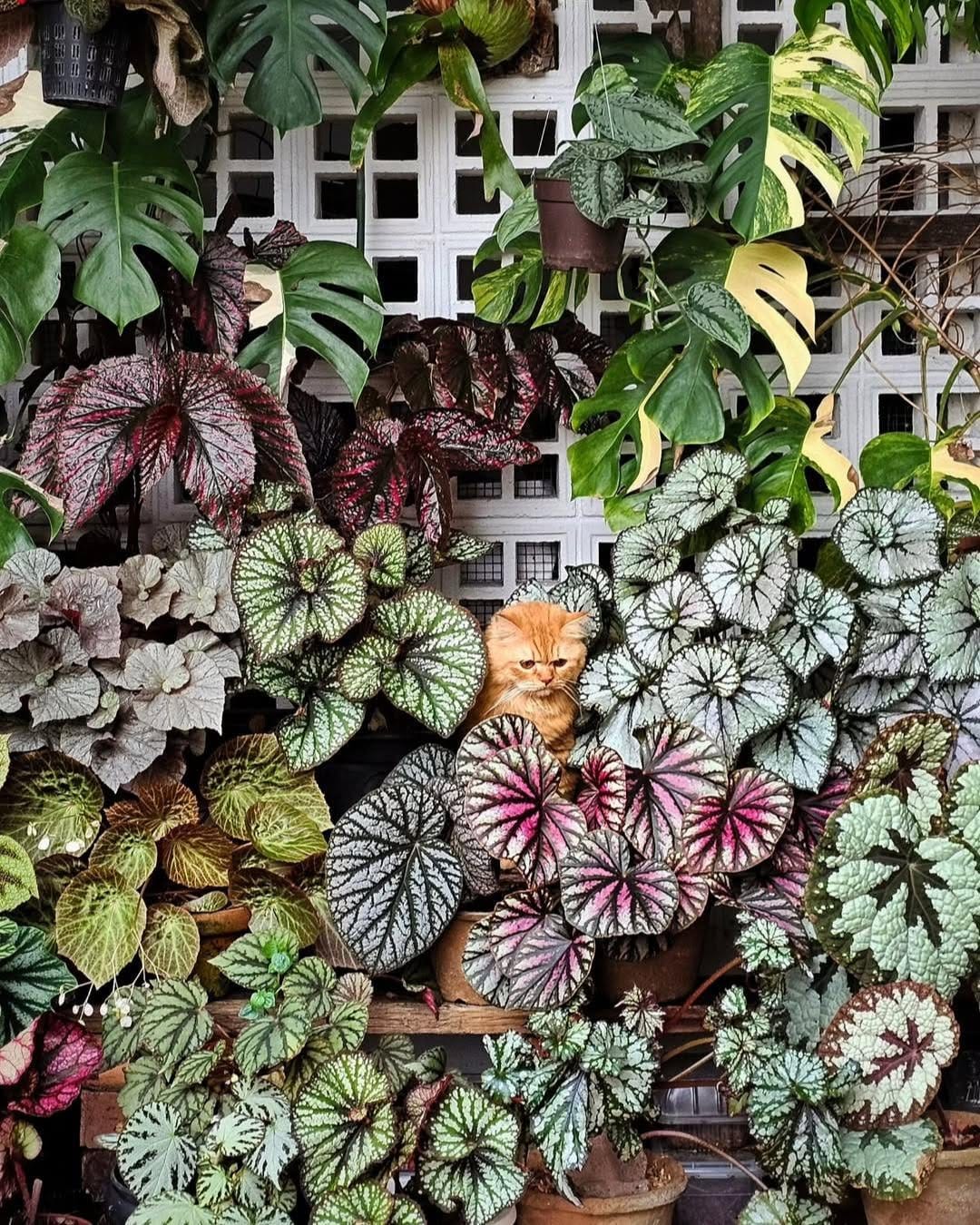 Post 2 by PLNTS.com on Instagram (carousel)