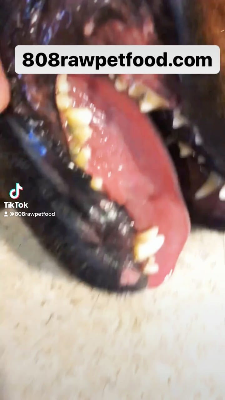 Post 9 by 808 RAW PET FOOD LLC on Instagram (video)
