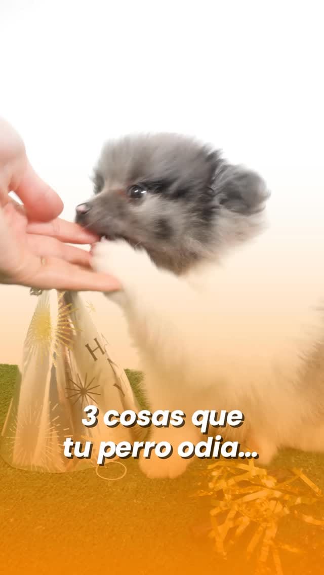 Post 1 by Zusell Porto on Instagram (video)