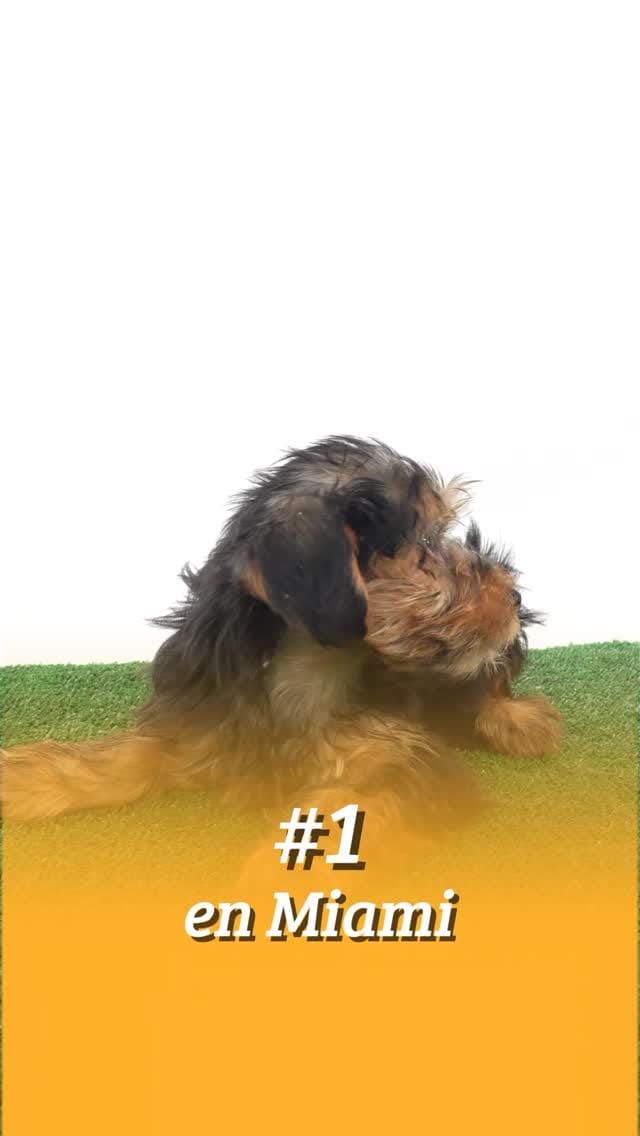 Post 7 by Zusell Porto on Instagram (video)