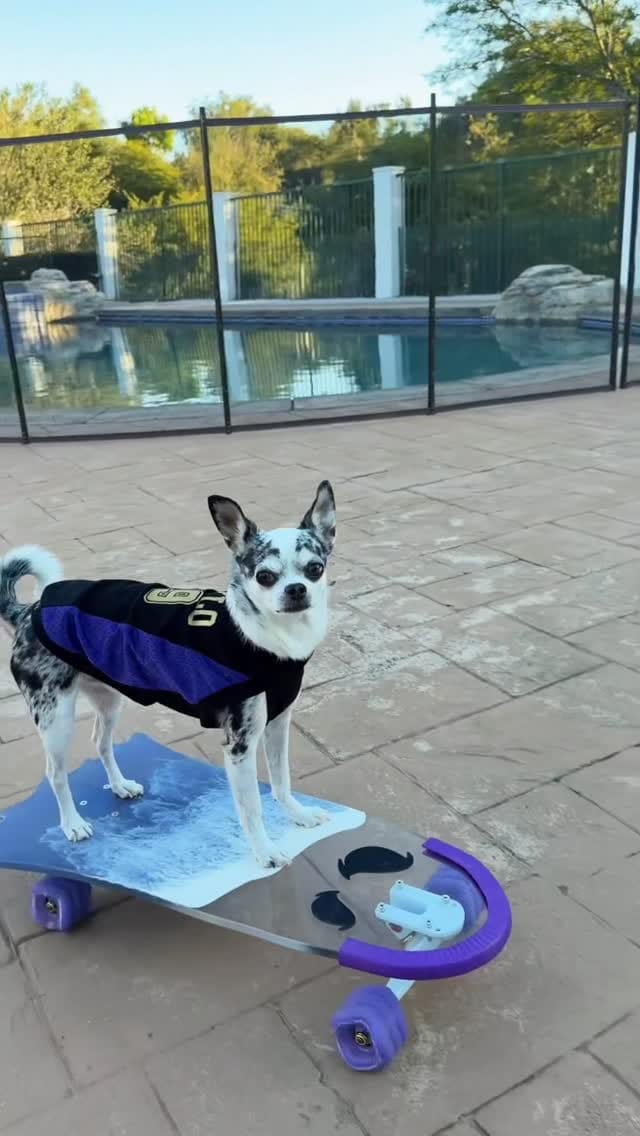 Post 8 by Ghost Boards, Inc on Instagram (video)