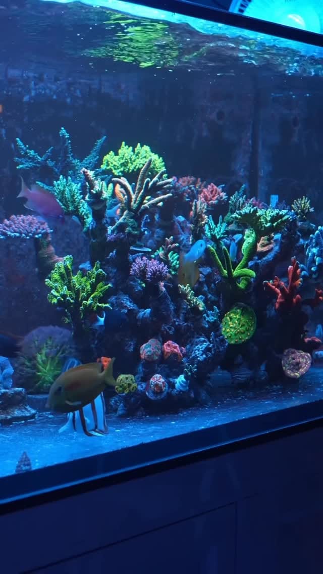 Post 6 by World Wide Corals on Instagram (video)