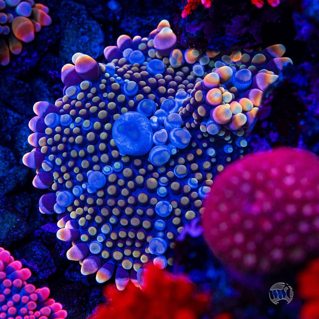 Post 1 by World Wide Corals on Instagram (carousel)