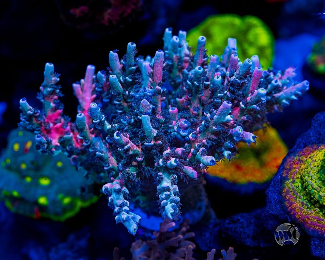 Post 9 by World Wide Corals on Instagram (carousel)