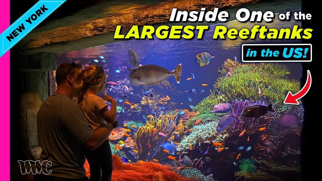 Post 3 by World Wide Corals on Instagram (image)