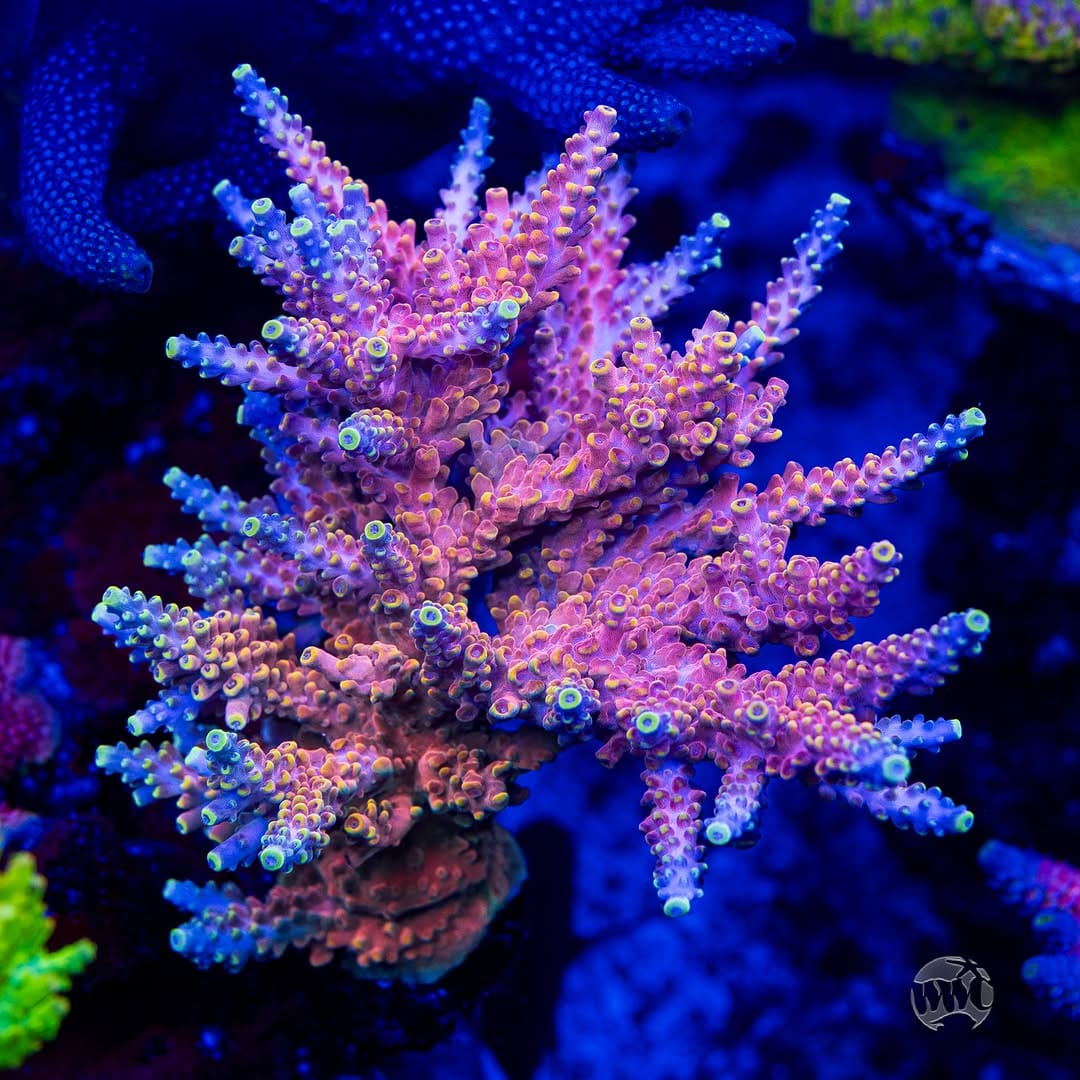 Post 5 by World Wide Corals on Instagram (image)