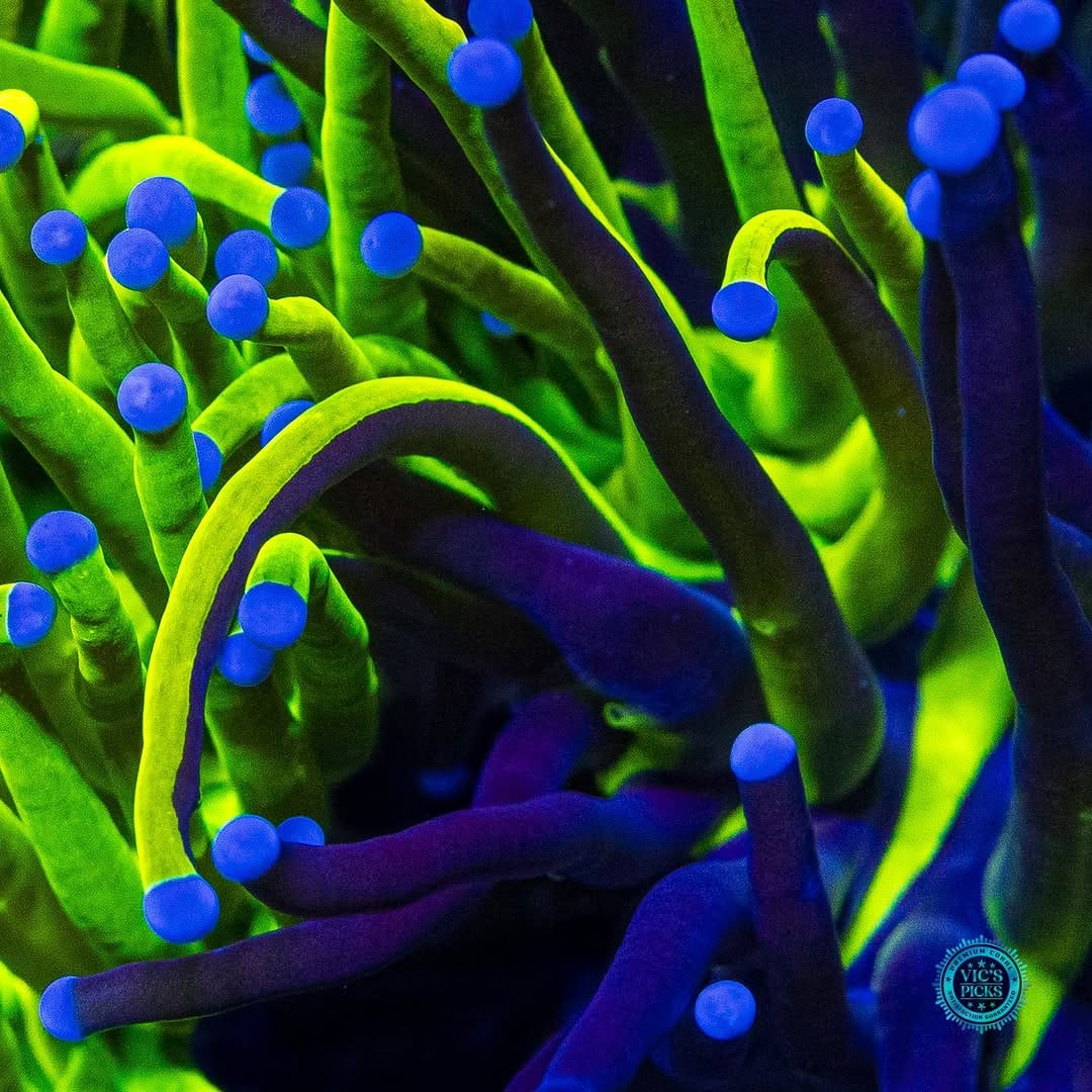 Post 2 by World Wide Corals on Instagram (carousel)