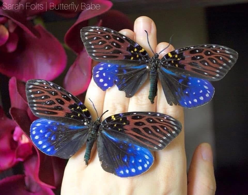 Post 2 by Sarah Folts 🦋 TheButterflyBabe on Instagram (image)
