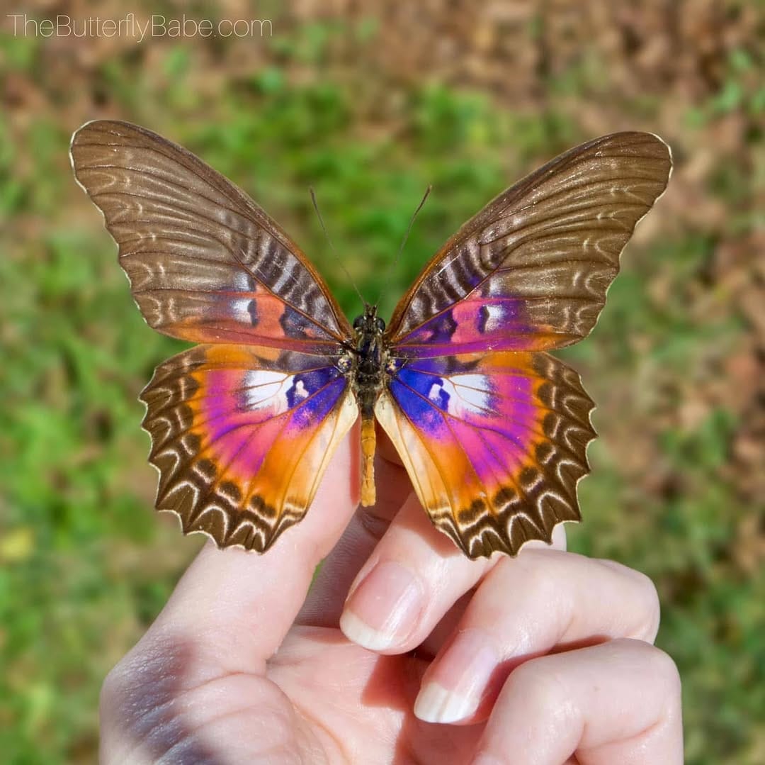 Post 9 by Sarah Folts 🦋 TheButterflyBabe on Instagram (carousel)