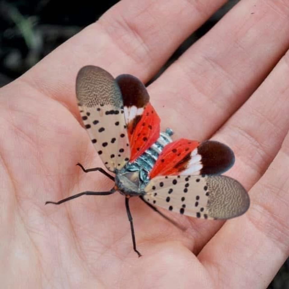 Post 1 by Sarah Folts 🦋 TheButterflyBabe on Instagram (carousel)