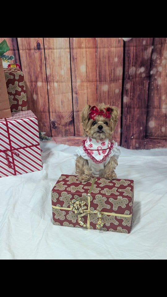 Post 4 by Layla's BARKery | Houston's Only Mobile Pet Bakery! on Instagram (video)